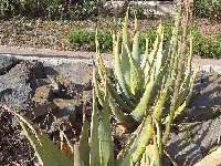 Aloe glauca 20220417_183325.jpg